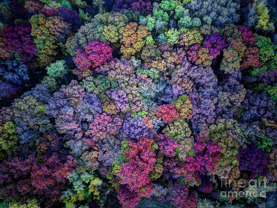 Fall Photograph - Peak Colors Minnesota Parks - Lebanon Hills Park Dakota County by Wayne Moran