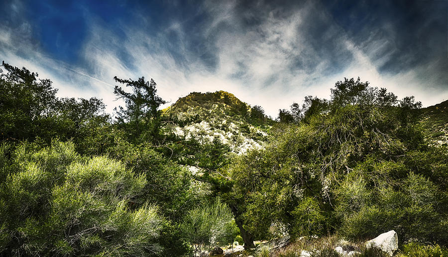 Peak in the Brush Photograph by Joseph Hollingsworth