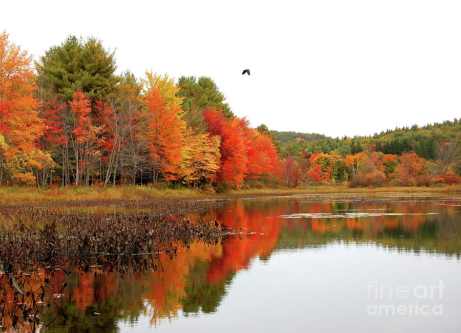 Peak New england Foliage by Staci Bigelow Peak New england Foliage by Staci Bigelow