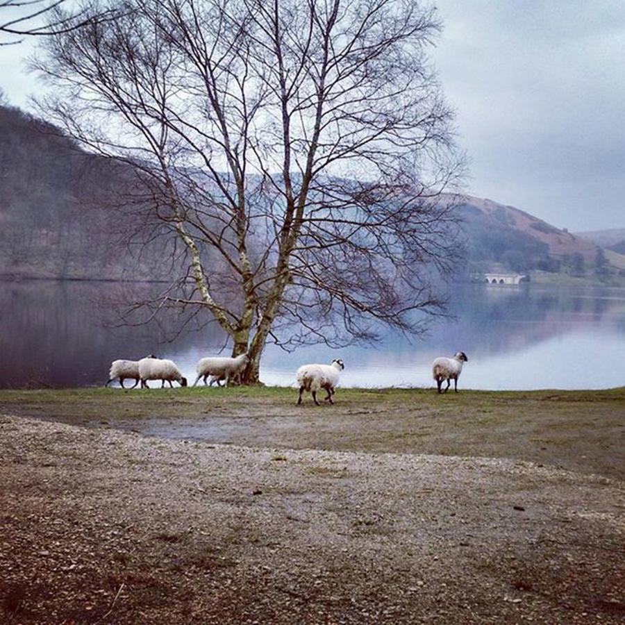 Sheep Photograph - #peakdistrict #sheep by Rachel Phillips
