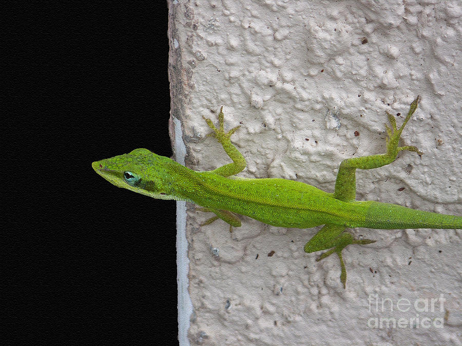 Peaking Lizard Photograph by Amanda Vouglas