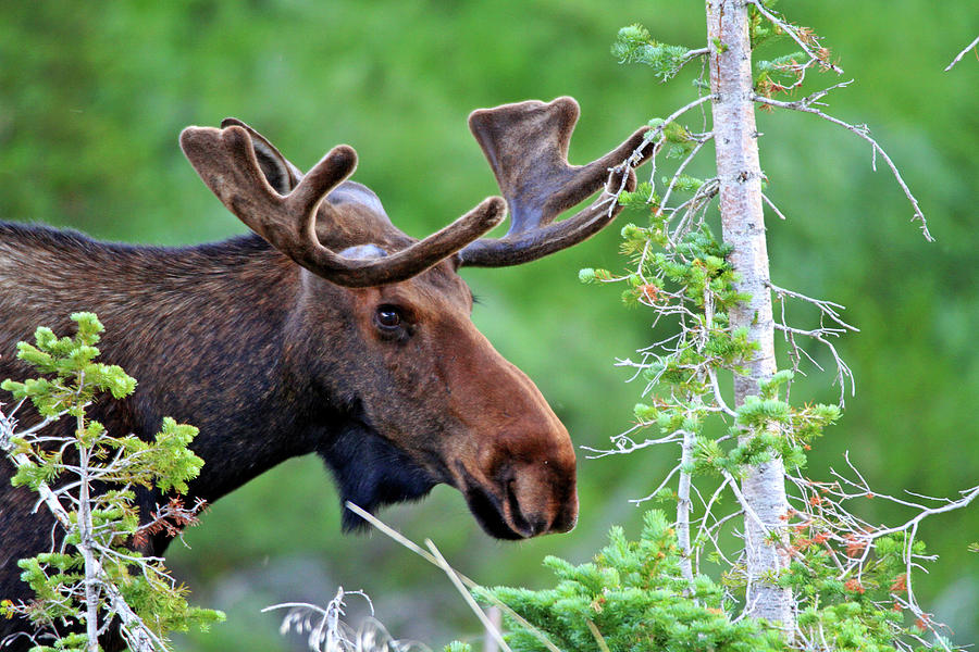 Moose Photograph - Peaking Moose by Scott Mahon