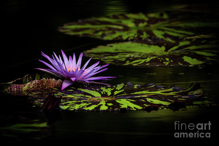 Spring Photograph - Peaking Out in Purple by Sabrina L Ryan