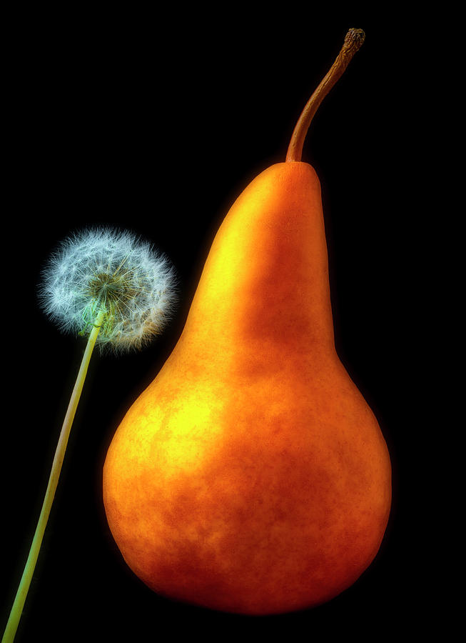 Pear And Dandelion Photograph by Garry Gay