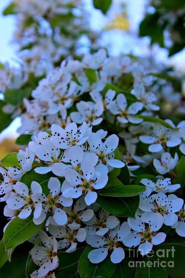 Pear Blossom in Spain Photograph by Clare Bevan