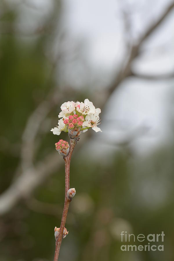 Pear Blossom Photograph by Maria Urso
