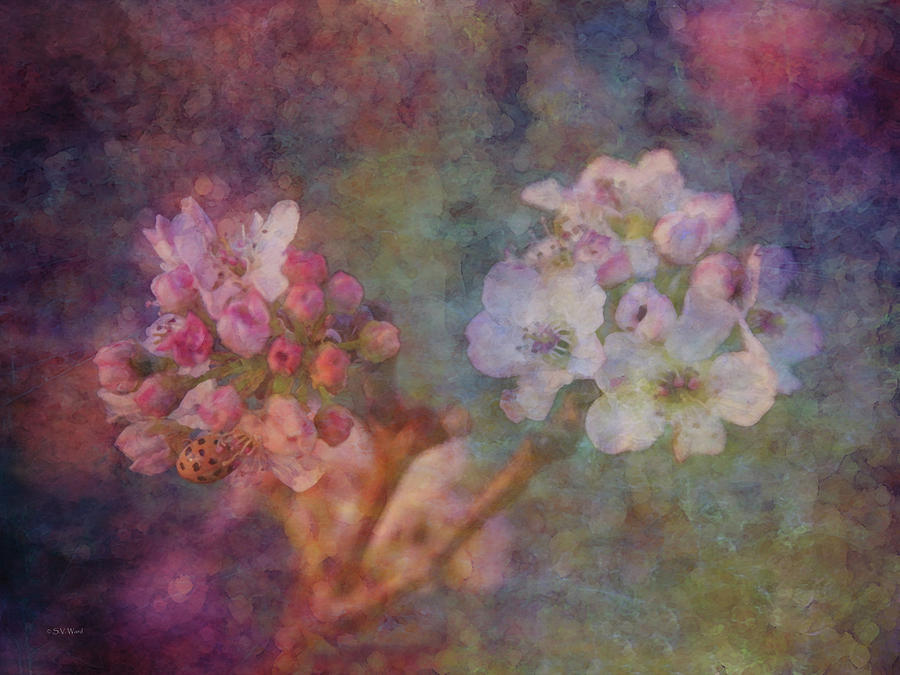 Pear Blossom Morning Impression 8941 IDP_2 Photograph by Steven Ward