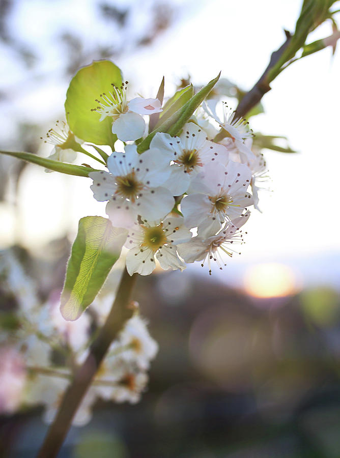 Pear Blossom Photograph by SC Shank