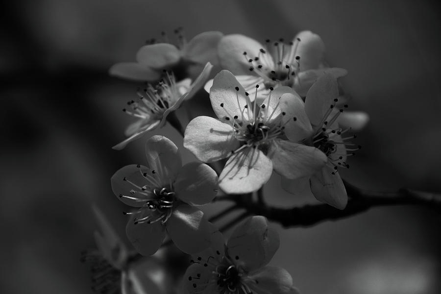 Pear Blossoms 2 Photograph by Julie Richie - Fine Art America