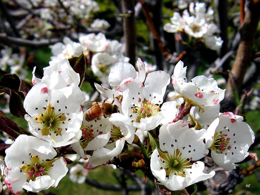 Pear Blossoms And Bee Photograph by Will Borden