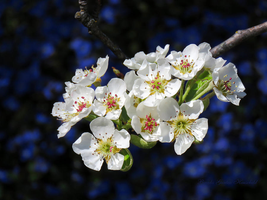 Pear Blossoms and Georgia Blue - Floral Photography - Fruit Tree Flowers and Blue Flowers Bacground Photograph by Brooks Garten Hauschild