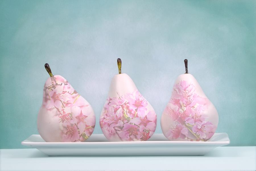 Pear Blossoms Photograph by Chrystyne Novack