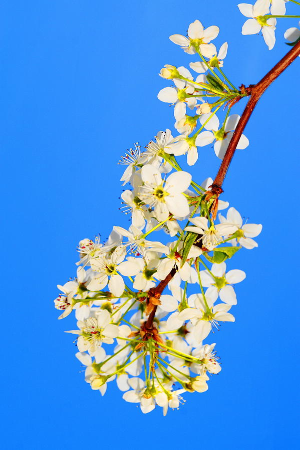 Pear Blossoms Photograph by Daniel Thompson