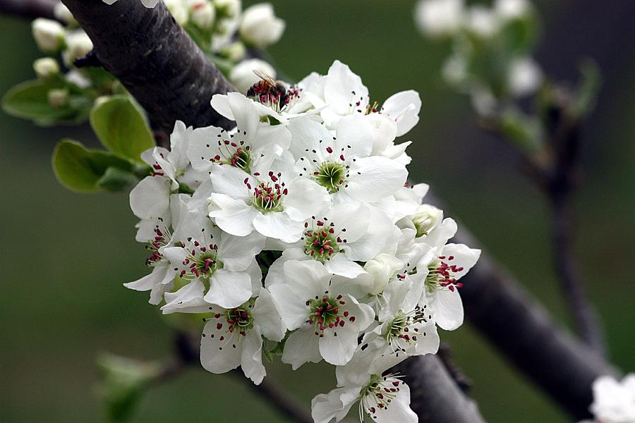 Pear Blossoms in Spring Photograph by Sheila Brown
