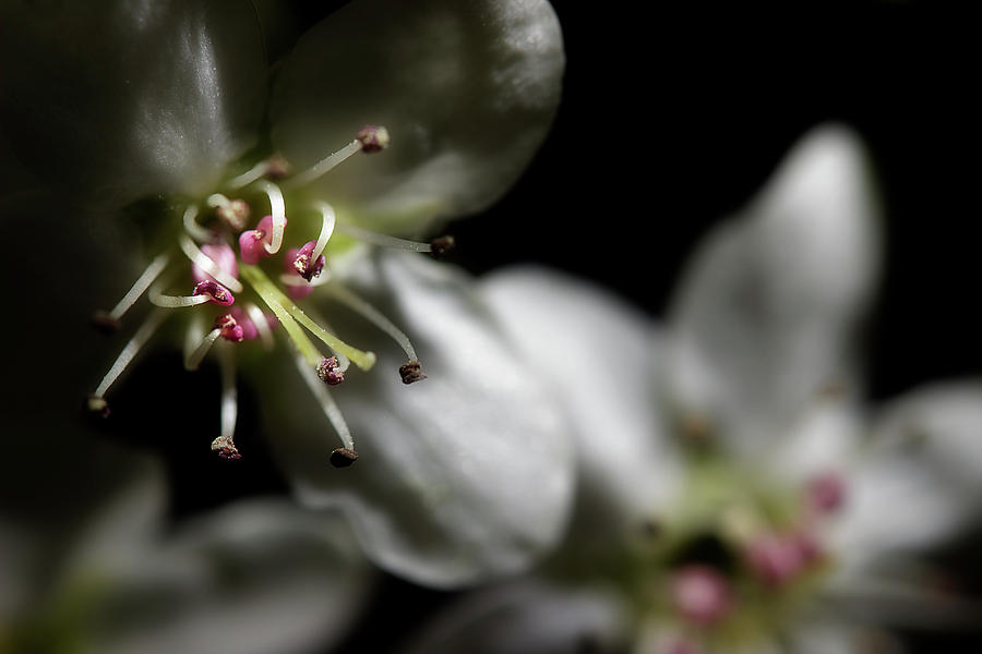 Pear Blossoms Photograph by Mike Eingle