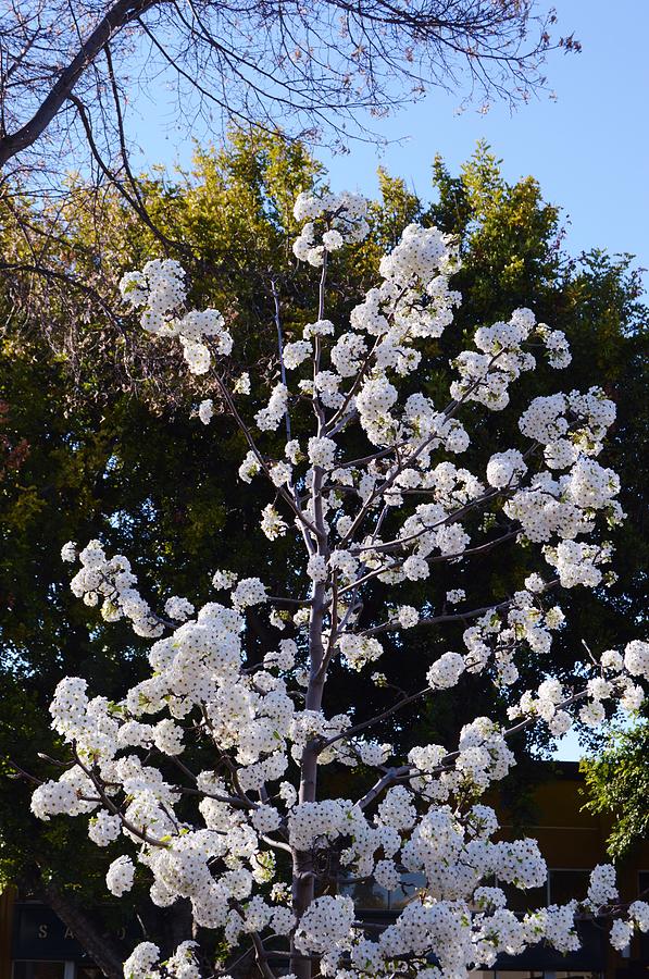 Pear Blossoms Photograph by Warren Thompson
