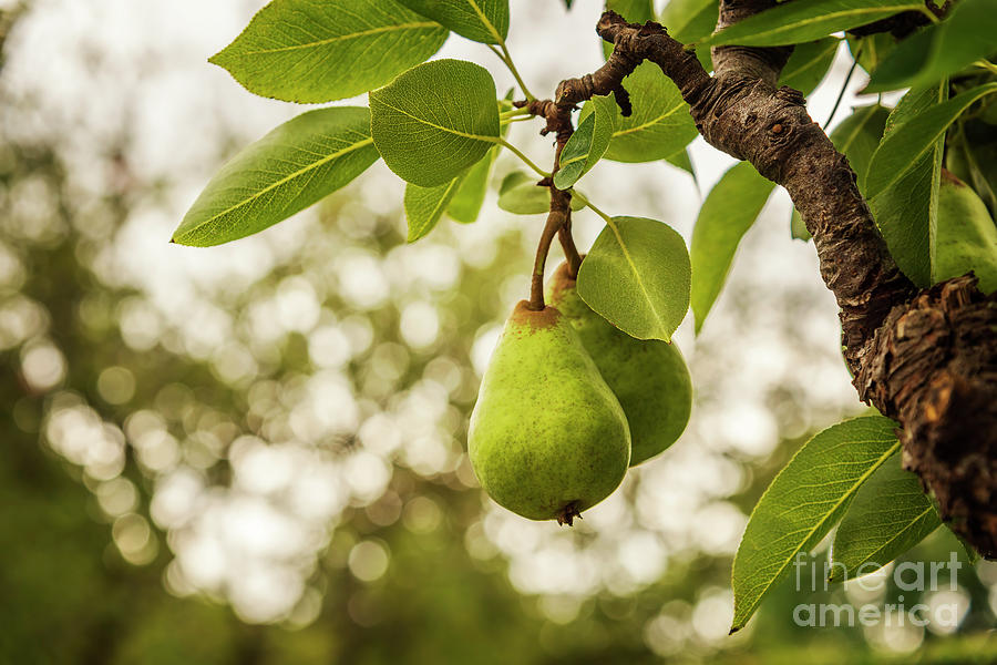 Pear fruits on tree Photograph by Sophie McAulay