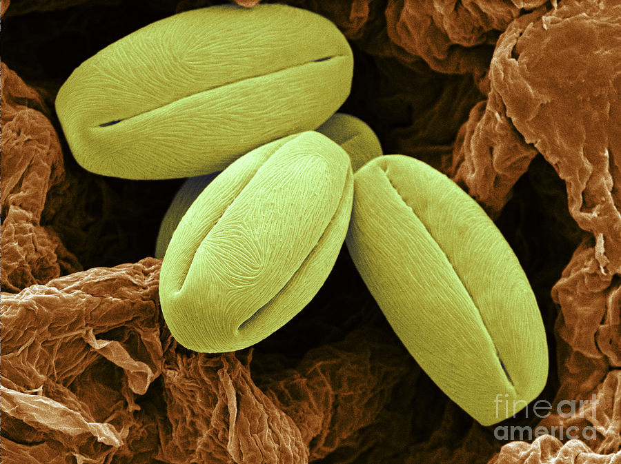 Pear Pollen Grains, Sem Photograph by Scimat