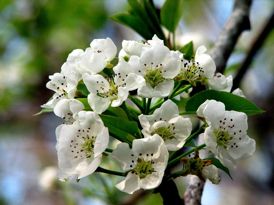 Flowers Still Life Photograph - Pear Tree Blossoms 1 by J M Farris Photography