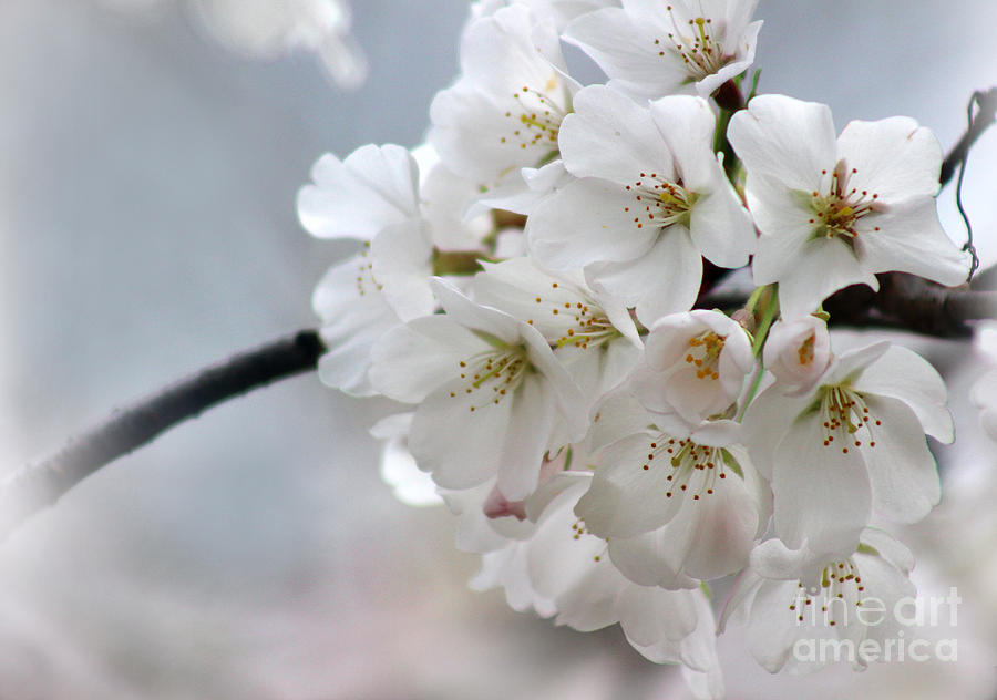 Pear Tree Blossoms Photograph by Karen Adams