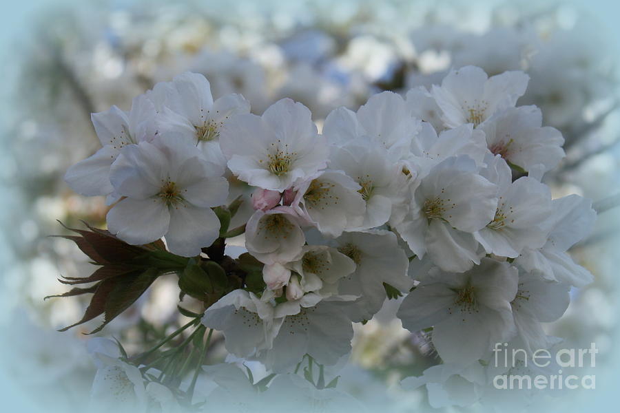 Pear Tree Blossoms Photograph by Dora Sofia Caputo