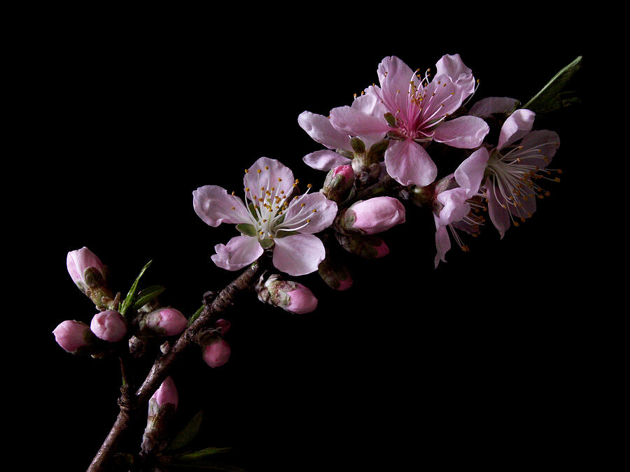 Peach Tree Blossum Photograph by Nancy Griswold