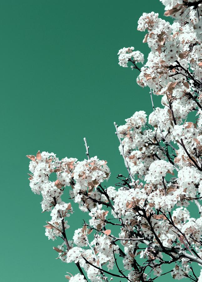 Pear Tree in Bloom Digital Art by Mary Pille - Fine Art America