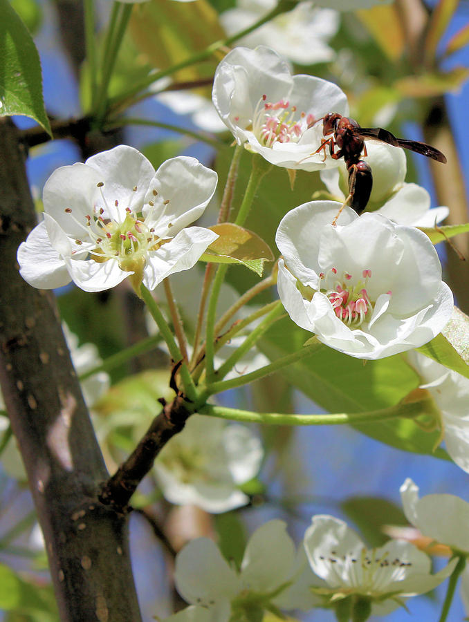 Pear Tree Pollination Photograph by Kristin Elmquist