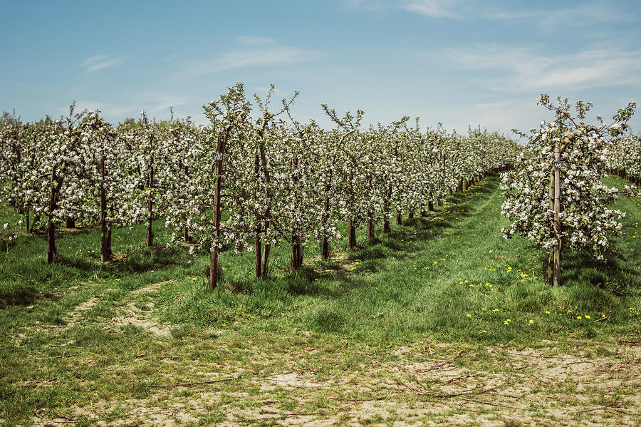 Pear Tree Spring Orchard Photograph by Pati Photography