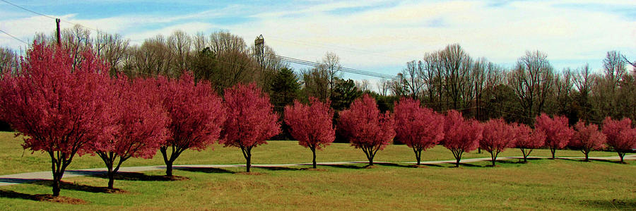 Pear Trees In A Row Photograph by Cynthia Guinn