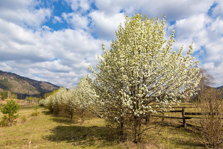 Spring Photograph - Pear Trees in Bloom. Altai by Victor Kovchin