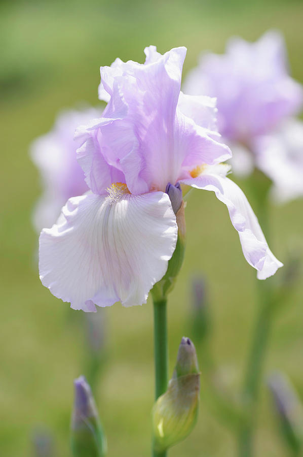 Pearl Chiffon. The Beauty of Irises Photograph by Jenny Rainbow