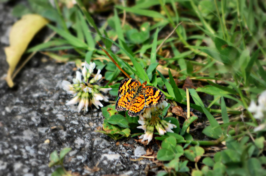Pearl Crescent Butterfly Photograph by Ally  White