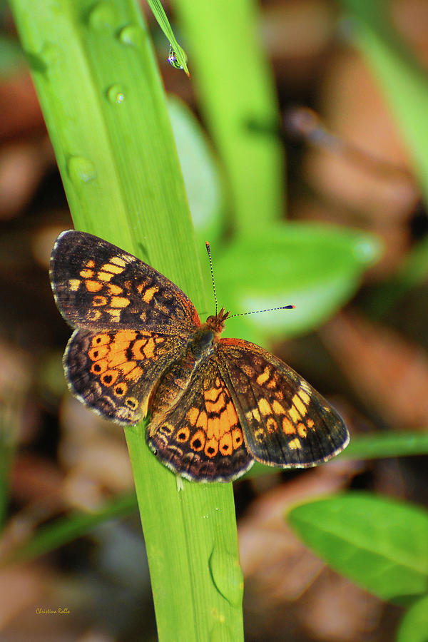 Pearl Crescent Butterfly Photograph by Christina Rollo
