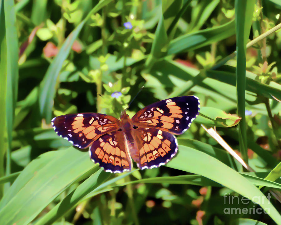 Pearl Crescent Butterfly Photograph by Kerri Farley