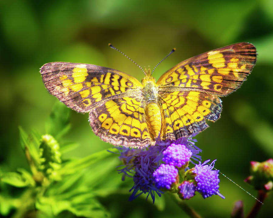 Pearl Crescent Butterfly Photograph by Mark Andrew Thomas