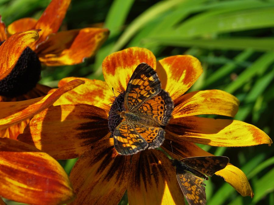 Pearl Crescent  Photograph by Carl Moore