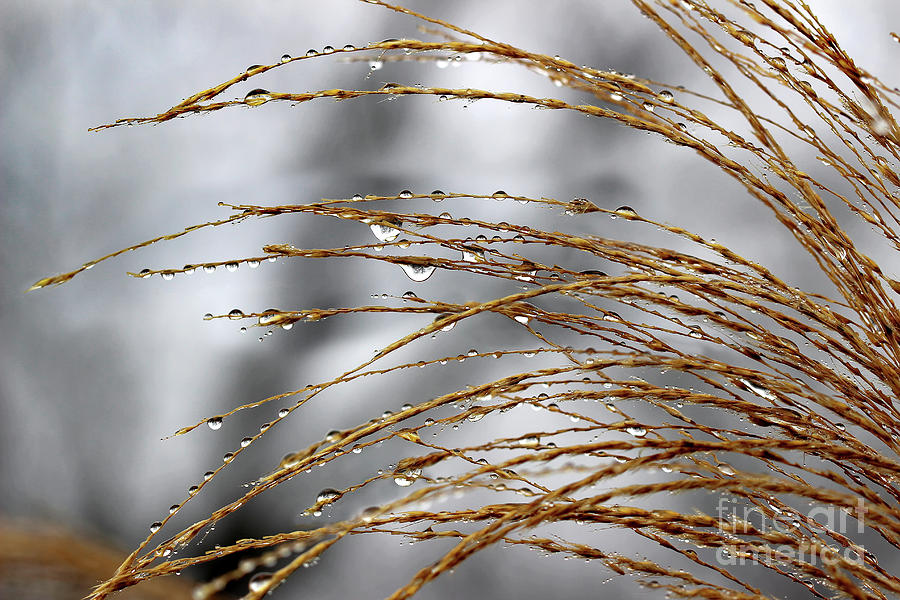 Pearl Dew of Winter Photograph by Karen Adams