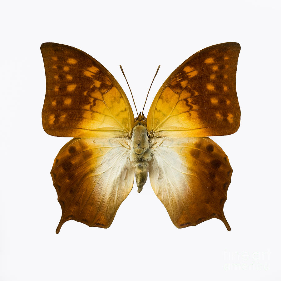 Pearl Emperor Photograph by Simon Joubert | Fine Art America