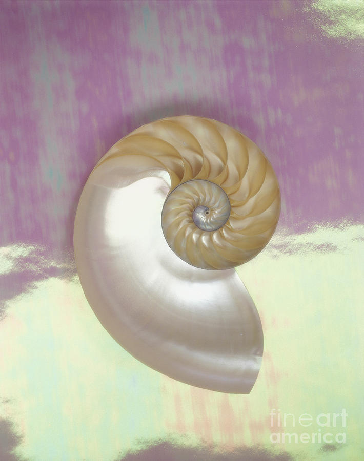 Abstract Photograph - Pearl Nautilus Shell by Kate Turning and Tom Gibson - Printscapes