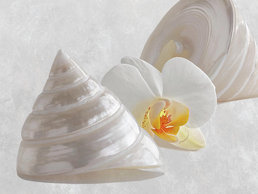 Pearl Trochus Shells With White Orchid Photograph by Gill Billington