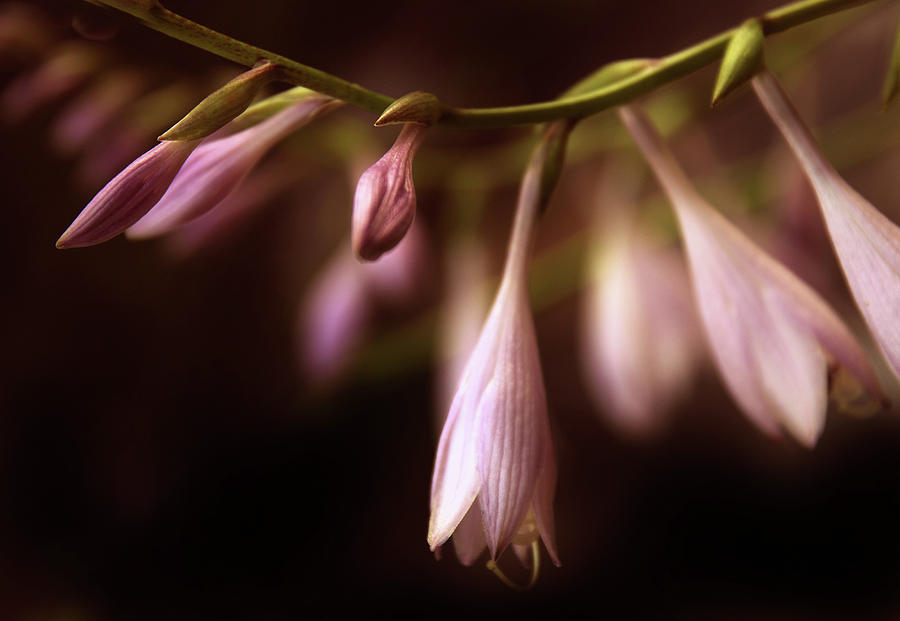 Flower Photograph - Pearlescent Petals by Jessica Jenney