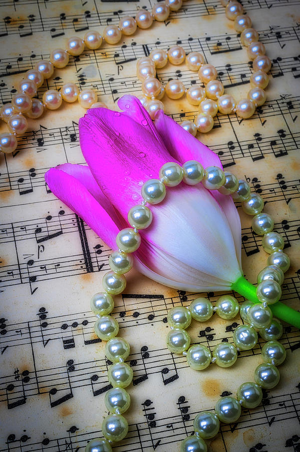 Pearls And Tulip Photograph by Garry Gay