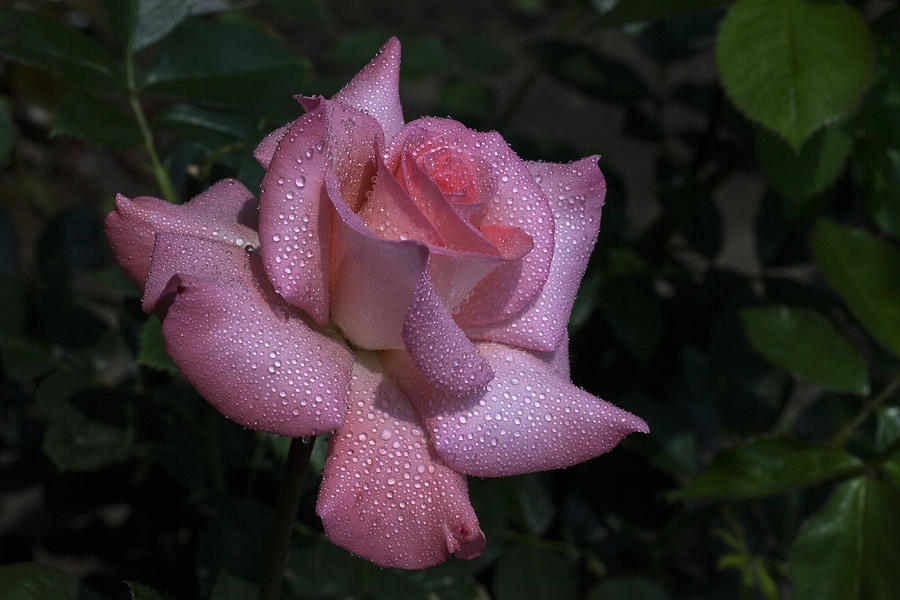 Rose Photograph - Pearly by Doug Norkum