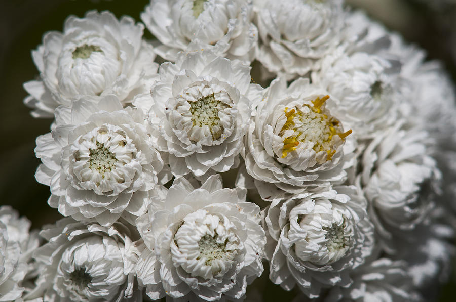 Pearly Everlasting Photograph by Robert Potts