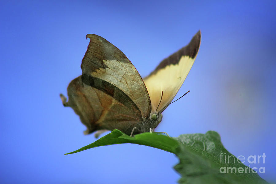Pearly Leafwing Butterfly Photograph by Karen Adams