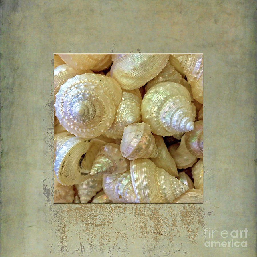 Pearly Troca Shells Photograph by Gabriele Pomykaj