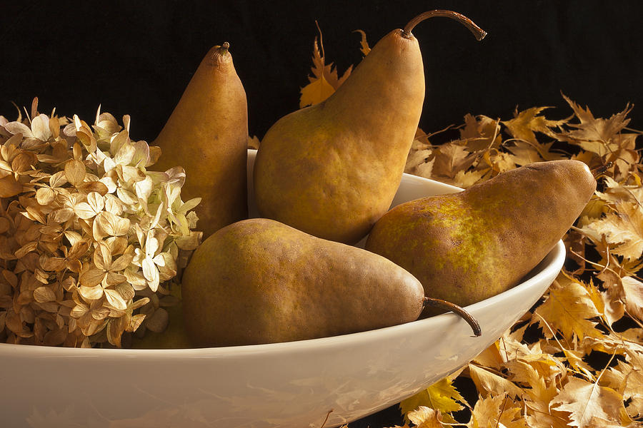 Pears And Hydrangea Still Life  Photograph by Sandra Foster