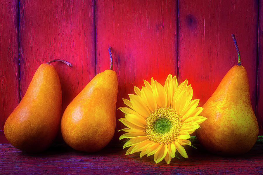 Pear Photograph - Pears And Sunflower by Garry Gay