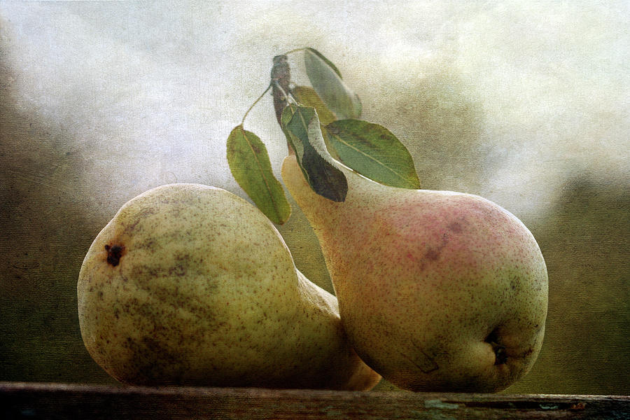 Pears Photograph by Cindi Ressler